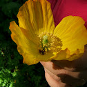 Welsh poppy