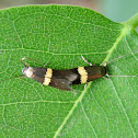 Unidentified Moth