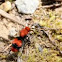 Velvet Ant or Cow Killer