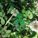 Clover