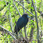 Little Blue Heron