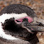 Pingüino