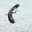 Great blue heron