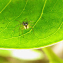 spider