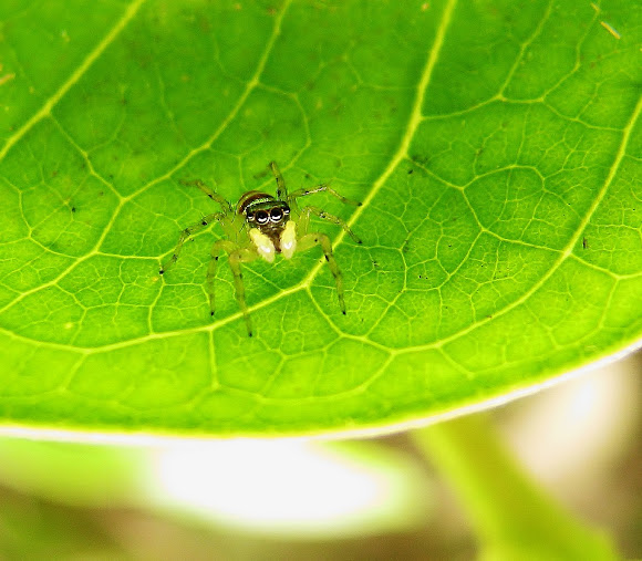Spotting Image 1