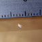 Mosca blanca de los cítricos o invernaderos. Citrus whitefly