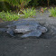 Leatherback