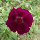 Winecup
