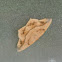 Moth