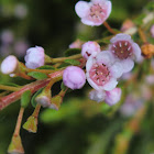 Rock Thryptomene