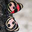 Two-eyed Eighty-eight