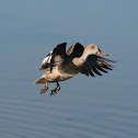 Cape Teal