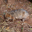 Northern Hairy-nosed Wombat
