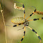 Golden Orb Weaver