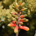 Catengue-aloe (Umbundu tongue)