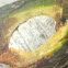 Winged gall dissection