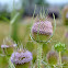 Teasel