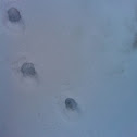 Cat tracks