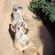 Meerkat