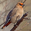 Bohemian Waxwing