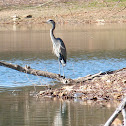 Great blue heron