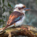 Laughing Kookaburra
