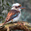 Laughing Kookaburra