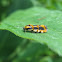 Common Spragueia Moth