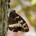 Great Banded Grayling
