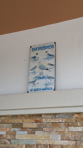 Shorebirds Of North America