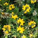 Gewöhnlicher Hornklee (Birds Foot Trefoil)