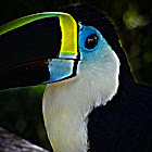 Tucán pechiblanco