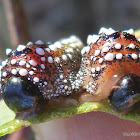 Spitfire Grubs