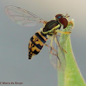 Hoverfly