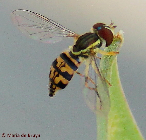 Spotting Image 1