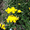 Birds Foot Trefoil