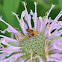Orange Mint Moth