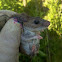 Peromyscus Sp.