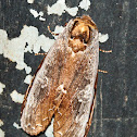 Moth