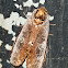 Moth