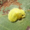 Scale insect (Lerp#4)