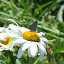 Gray Hairstreak