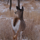White-tailed Deer