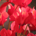 Cyclamen