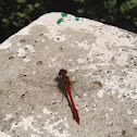 Ruddy Darter