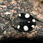 Indian domino cockroach