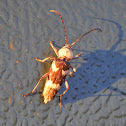 Longhorned Beetle