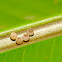 Owl Butterfly Eggs