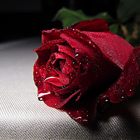 ..with love.. by Mirela Korolija - Nature Up Close Flowers