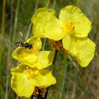 Common Hover Fly